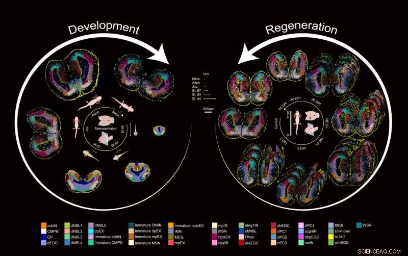 Mapping Brain Regeneration in Axolotls: A Spatiotemporal Single-Cell Transcriptomic Study