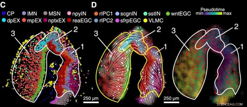 Mapping Brain Regeneration in Axolotls: A Spatiotemporal Single-Cell Transcriptomic Study