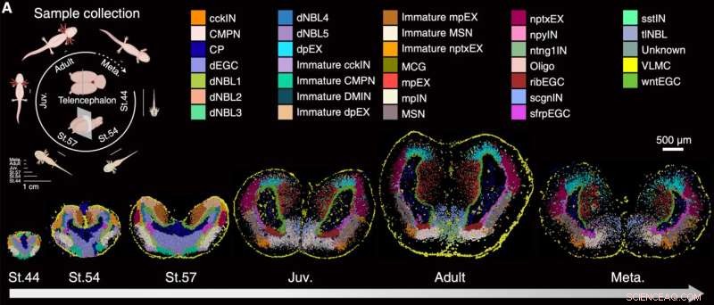 Mapping Brain Regeneration in Axolotls: A Spatiotemporal Single-Cell Transcriptomic Study