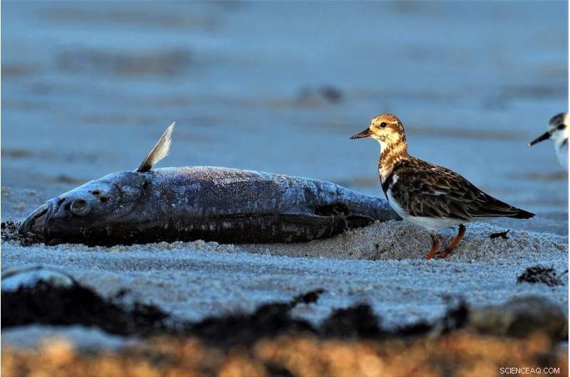 Massive Fish Die-Offs Emerge Along San Francisco Bay, Linked to Toxic Algae Bloom