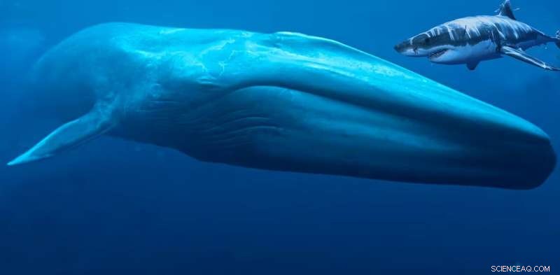 Great White Shark vs. Blue Whale: Who Would Prevail in the Ocean s Ultimate Showdown?