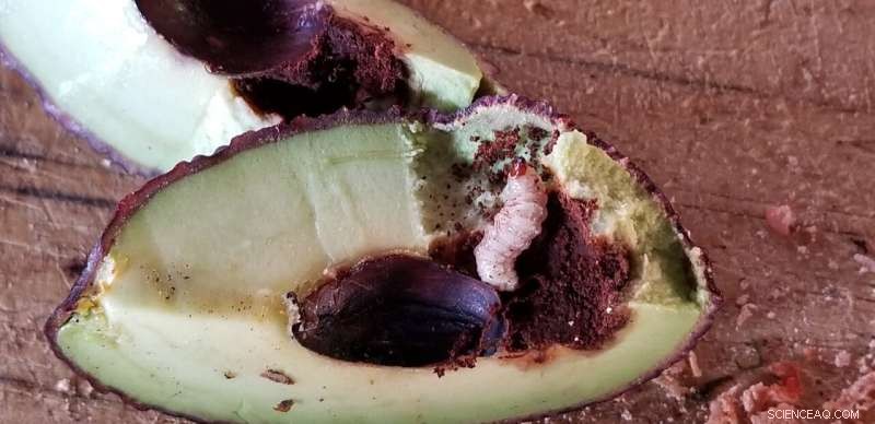 How a New Aroma Could Protect California s Avocado Harvest