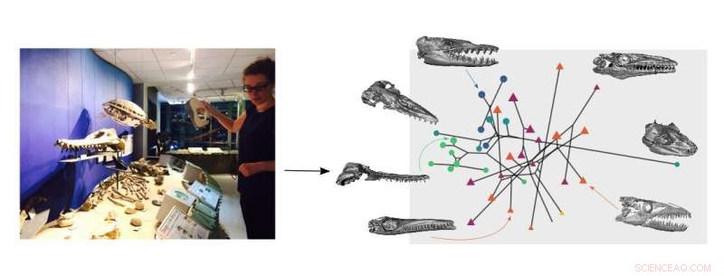 Did Early Whales Mimic the Feeding Habits of Marine Reptiles?