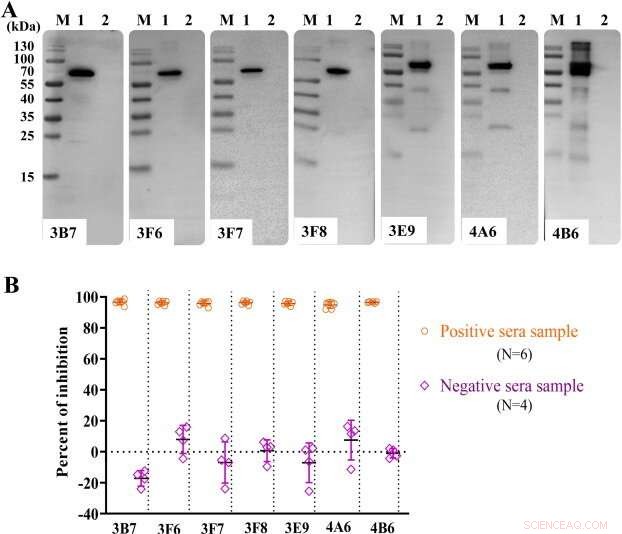 Enhanced Detection of African Swine Fever Virus Antibodies in Serum Using P22 Monoclonal Antibodies