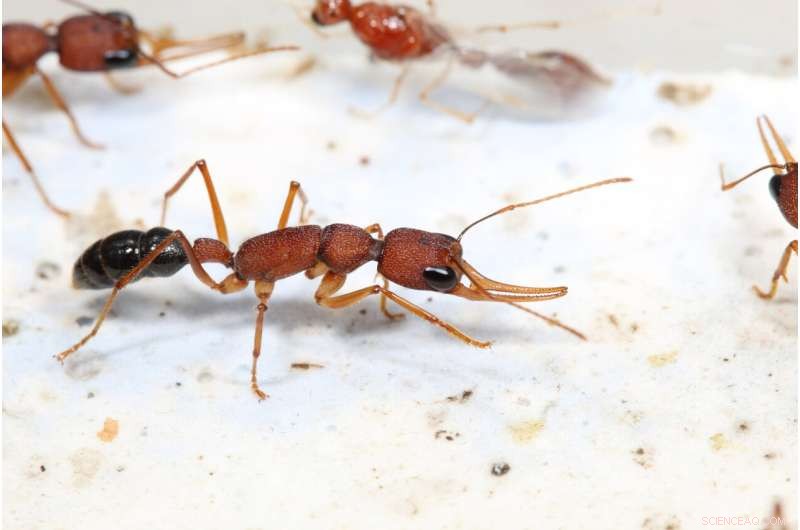 Anti-Insulin Protein Drives Longevity and Reproductive Success in Ants