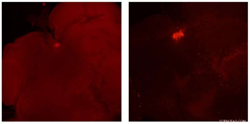 Anti-Insulin Protein Drives Longevity and Reproductive Success in Ants