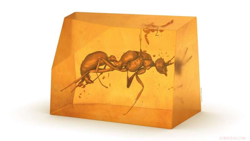 New Extinct Ant Species Unveiled Inside African Amber by International Research Team