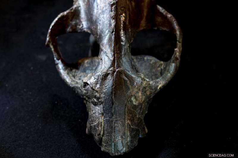 Post-Dinosaur Extinction: Mammals Rapidly Grew Larger but Had Shorter Lifespans