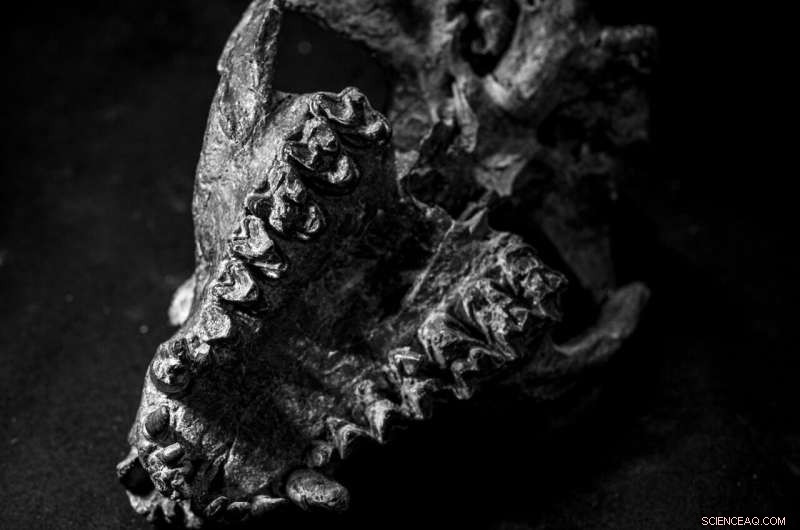 Post-Dinosaur Extinction: Mammals Rapidly Grew Larger but Had Shorter Lifespans