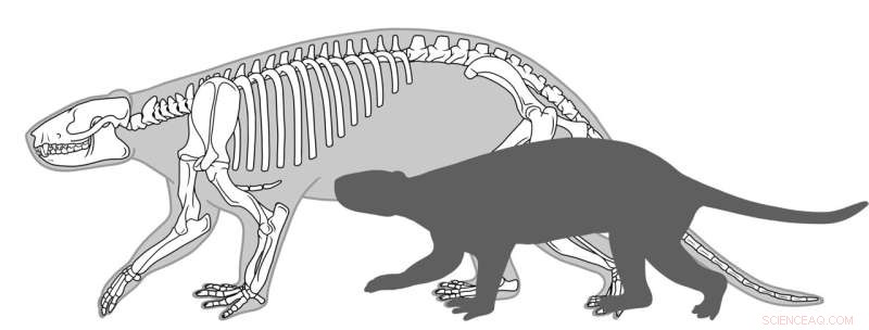 Post-Dinosaur Extinction: Mammals Rapidly Grew Larger but Had Shorter Lifespans