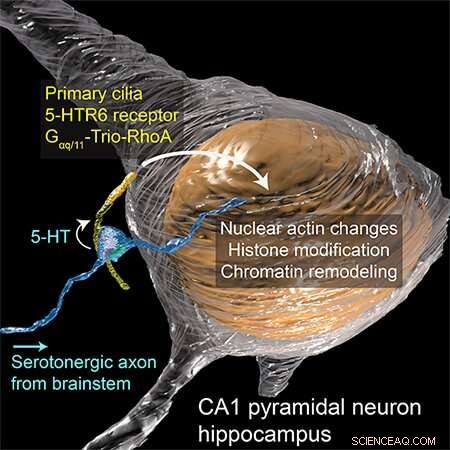 Scientists Identify Novel Serotonergic Synapse on Neuronal Cilia