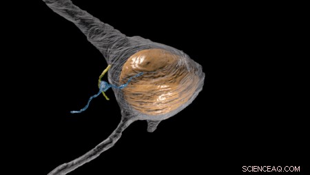 Scientists Identify Novel Serotonergic Synapse on Neuronal Cilia