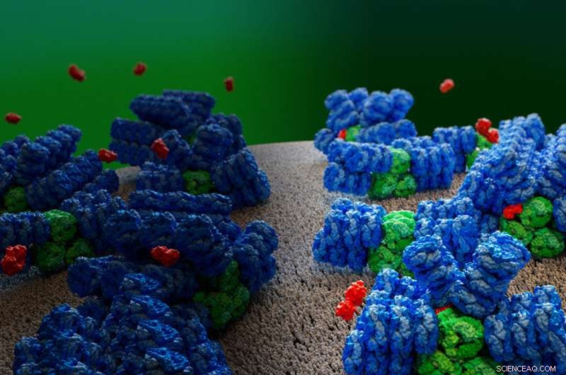 MSU Scientists Uncover Atomic Blueprint of Cyanobacterial Photosynthesis Antenna