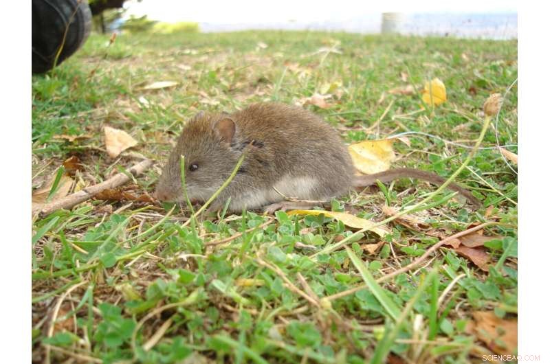 Mountain Mice Grow Larger on Rainier Sides: A New Ecological Insight