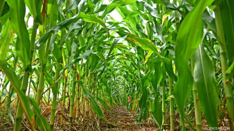 New Regulatory Framework Proposed for Genetically Engineered Crops to Ensure Safety and Innovation