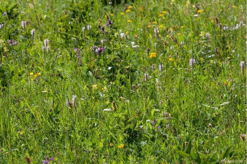 Tiny Romanian Meadow Boasts Amazon‑Level Plant Diversity