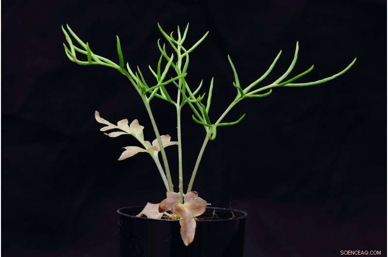 New Fern Genome Reveals DNA Hoarding and Gene Theft, Redefining Plant Evolution