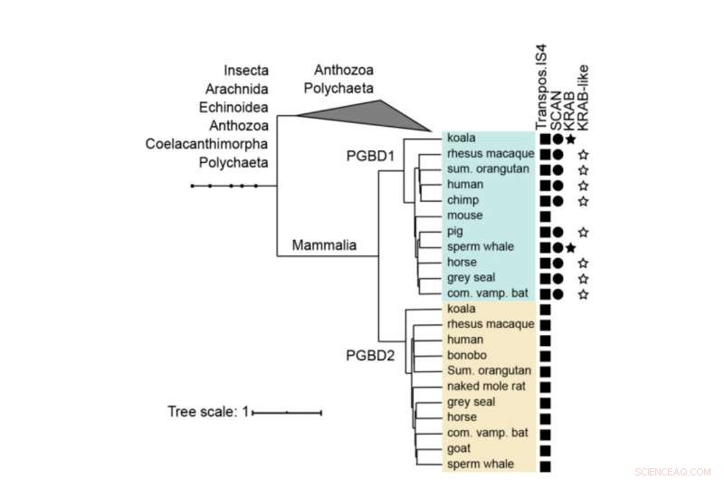 Discovering PGBD1: A New Mammalian Gene That Regulates a Novel Nerve Cell Structure
