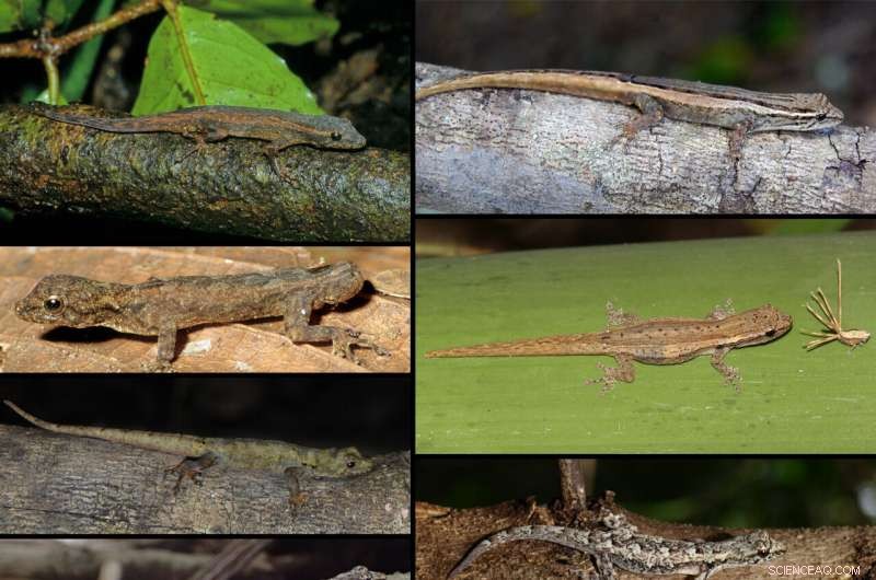 Eight New Tiny Day Gecko Species Discovered in Madagascar s Rainforests
