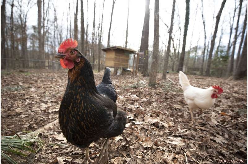 Wild Birds and Backyard Chickens: A Hidden Pathway for Disease Transmission