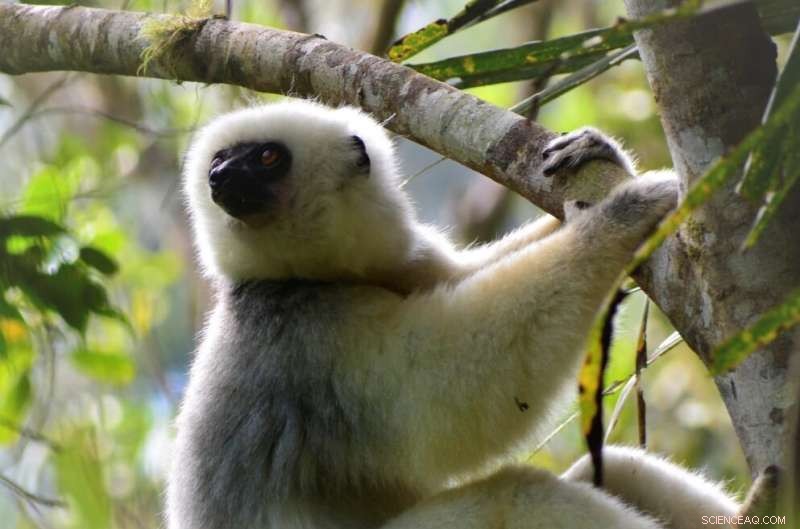 Assessing the Impact of Lemur Extinction on Madagascar s Forest Ecosystems