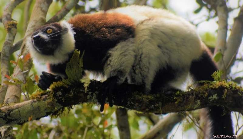 Assessing the Impact of Lemur Extinction on Madagascar s Forest Ecosystems