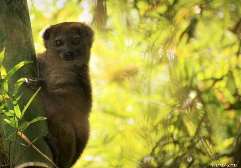 Assessing the Impact of Lemur Extinction on Madagascar s Forest Ecosystems
