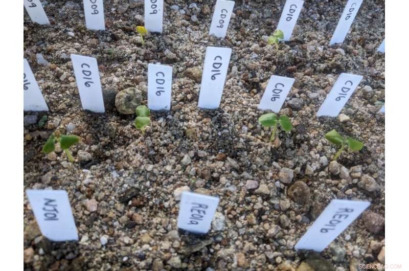 Assessing the Impact of Lemur Extinction on Madagascar s Forest Ecosystems