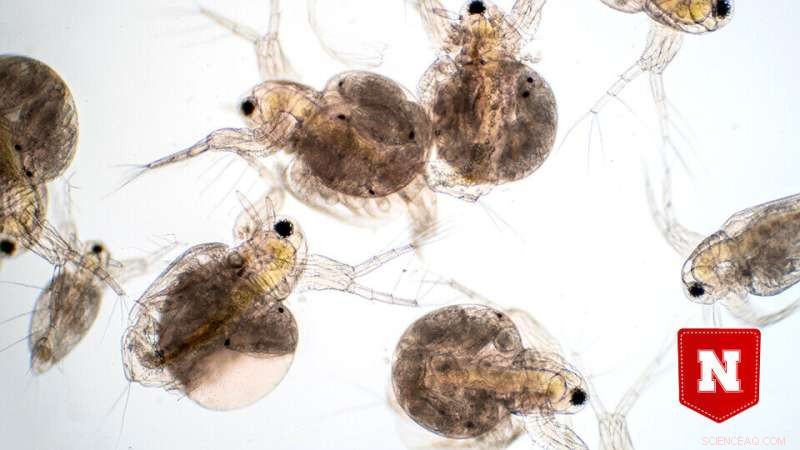 Investigating the Impact of Antibiotic Treatments and Isolation on Host Bacterial Communities