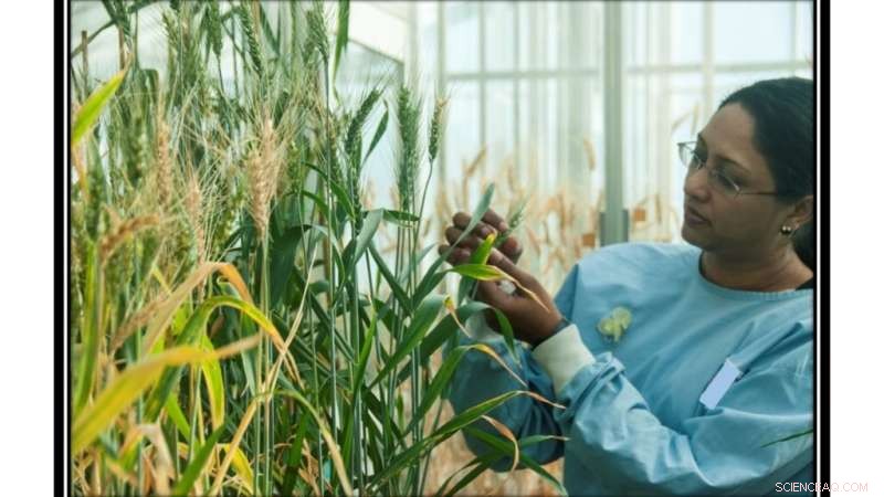 New Study: GABA Signals Help Wheat Withstand Stress, Boosting Yield
