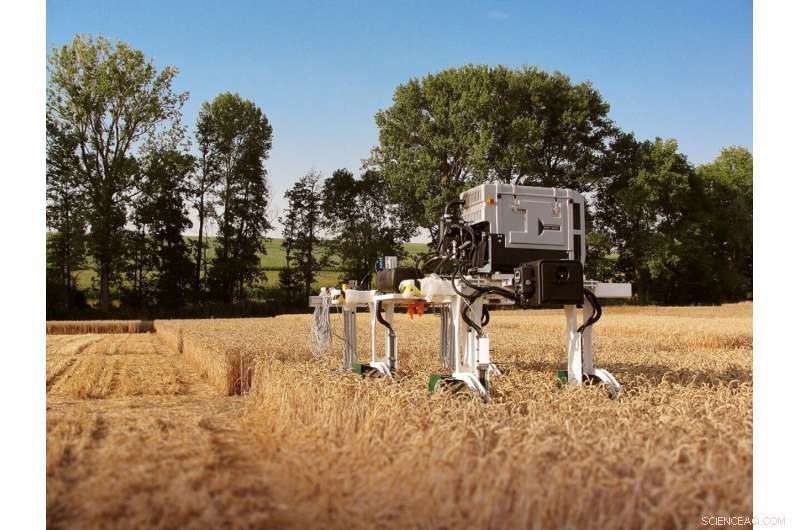 Combating Climate Change with Heat‑Resistant Crops: X‑Ray Robotics Identify Resilient Wheat Varieties