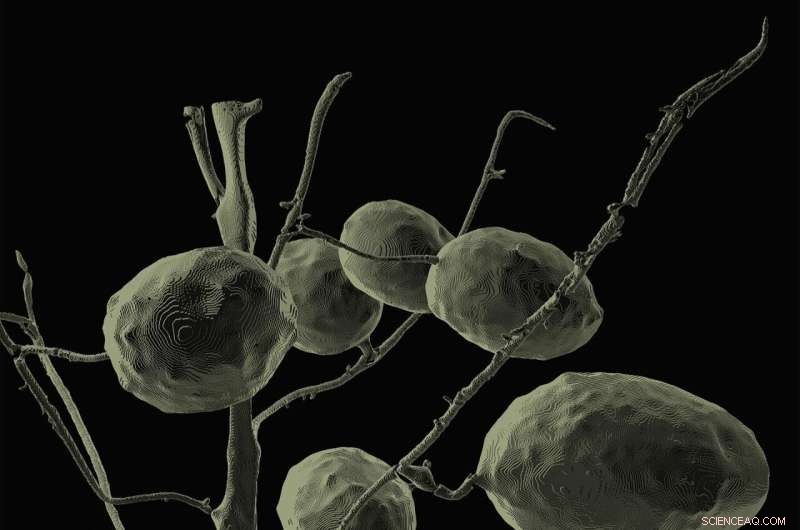 Combating Climate Change with Heat‑Resistant Crops: X‑Ray Robotics Identify Resilient Wheat Varieties