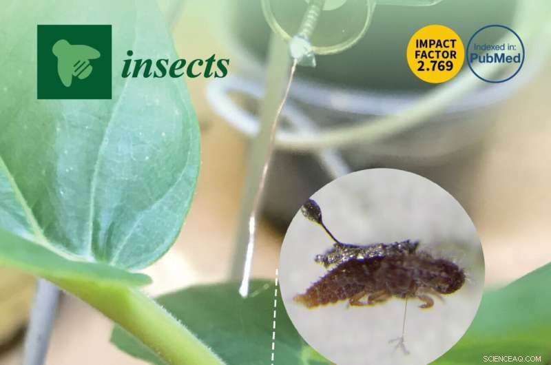 Texas A&M Researchers Use Remote Monitoring to Combat Crape Myrtle Bark Scale