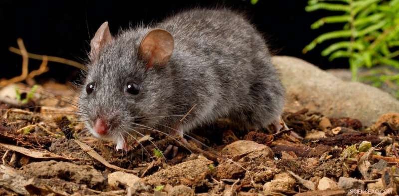 Scientists Publish First DNA Map of Endangered Australian Smoky Mouse, Advancing Conservation Efforts