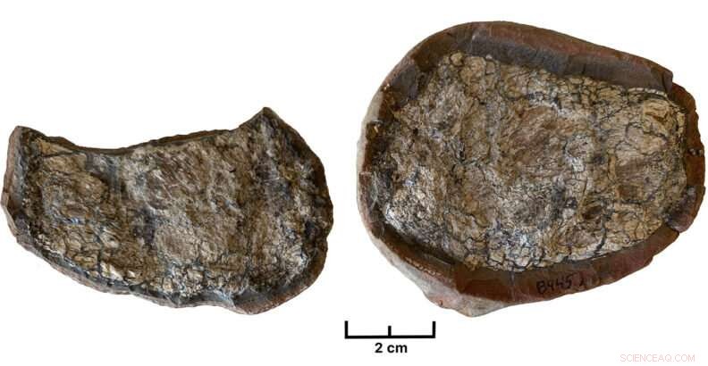 300‑Million‑Year‑Old Coprolite Reveals Ancient Diets, Including Meat