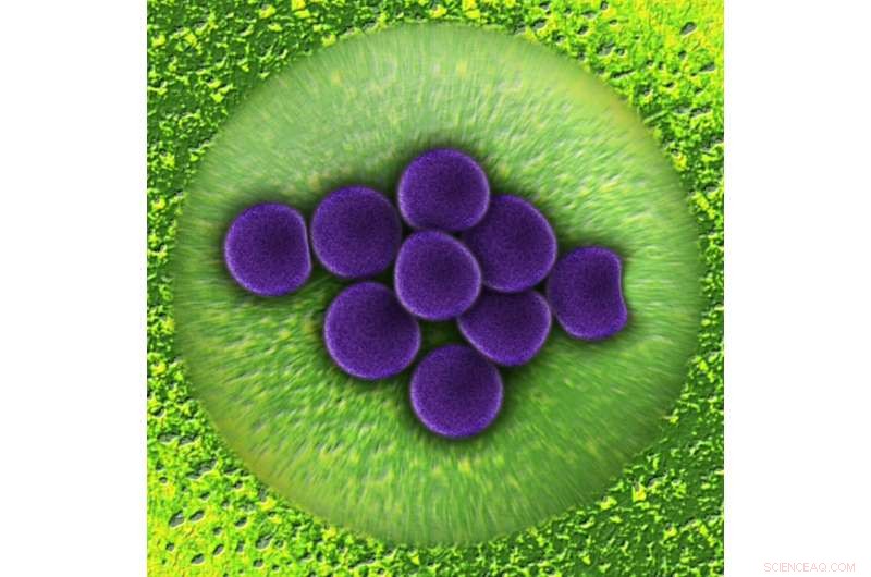 New Peptide Therapy: Using Human Saliva-Derived Molecules to Combat Antibiotic-Resistant Infections