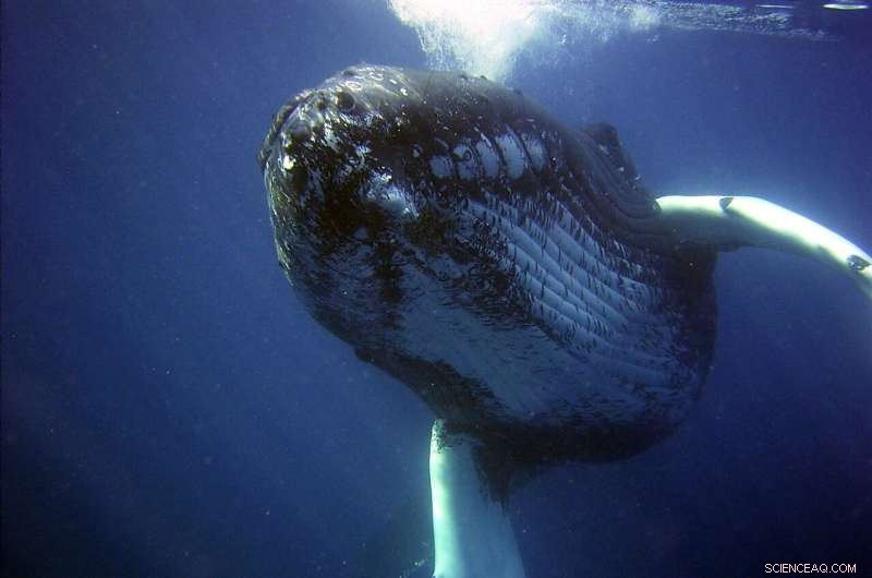 Humpback Whale Songs Travel Between Pods Across the Pacific, Study Finds