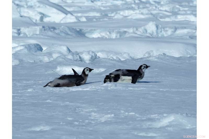Scientists Urge Inclusion of Young Emperor Penguins in Antarctic Marine Protected Areas