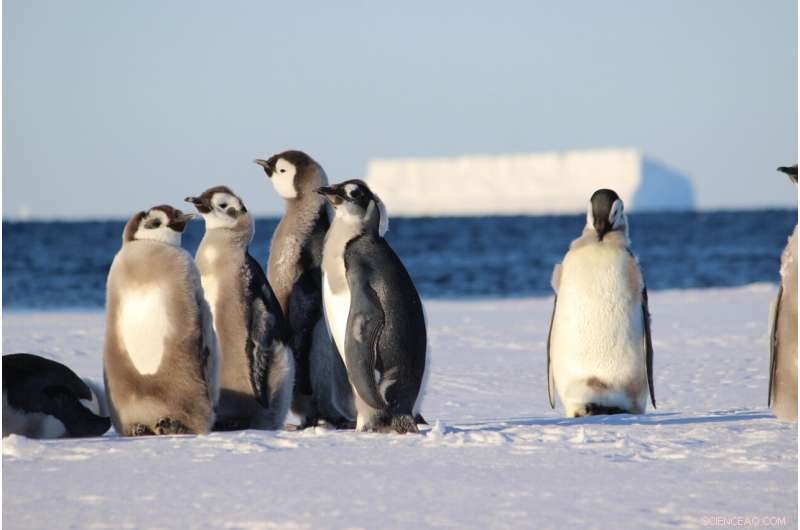 Scientists Urge Inclusion of Young Emperor Penguins in Antarctic Marine Protected Areas