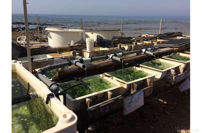 Innovative Enriched Seaweed Aquaculture Technology Promises Relief for the Global Food Crisis