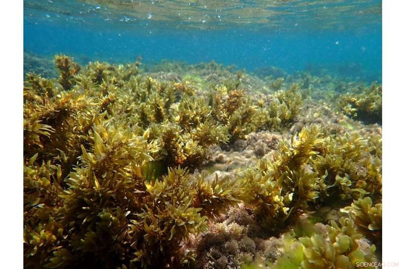 Innovative Enriched Seaweed Aquaculture Technology Promises Relief for the Global Food Crisis