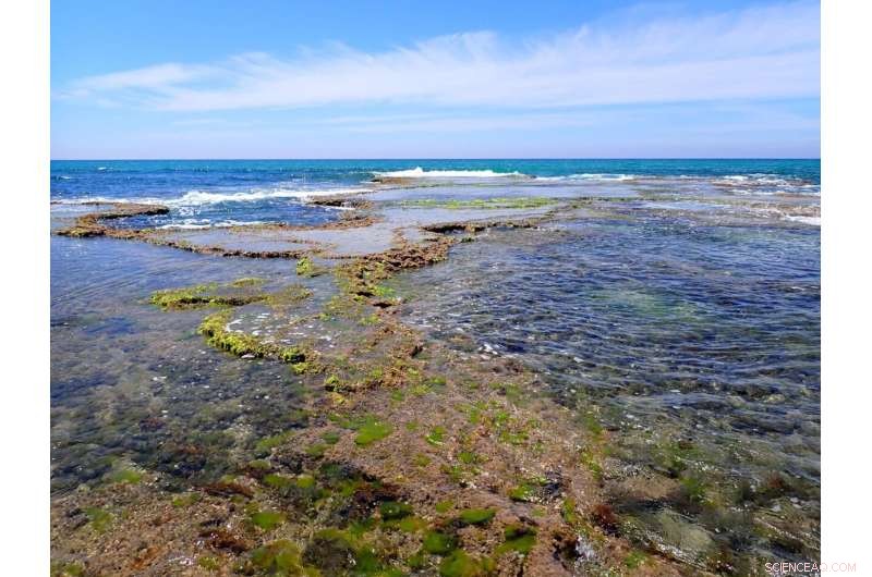 Innovative Enriched Seaweed Aquaculture Technology Promises Relief for the Global Food Crisis