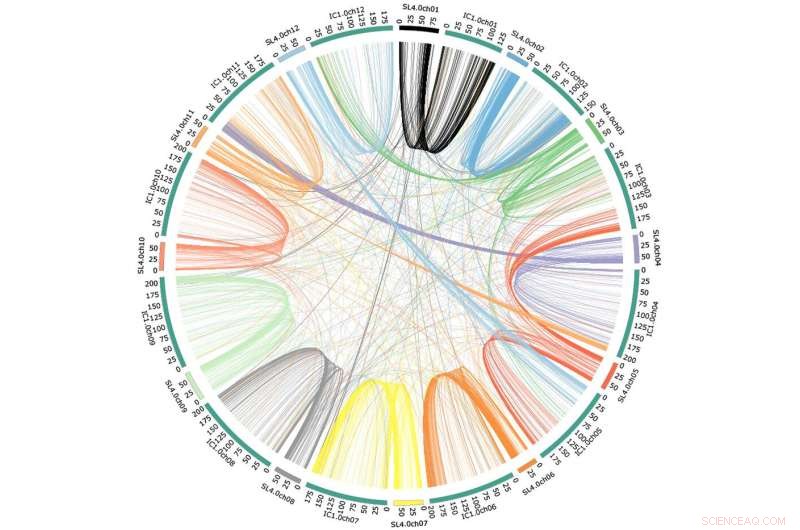 New Tomato Genome Discovery Links Tomato to Iochroma Cyaneum