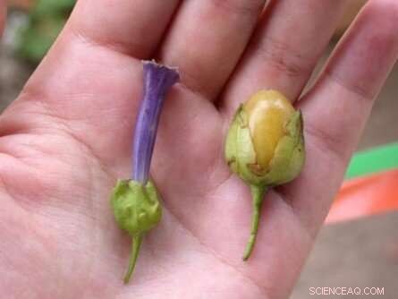 New Tomato Genome Discovery Links Tomato to Iochroma Cyaneum