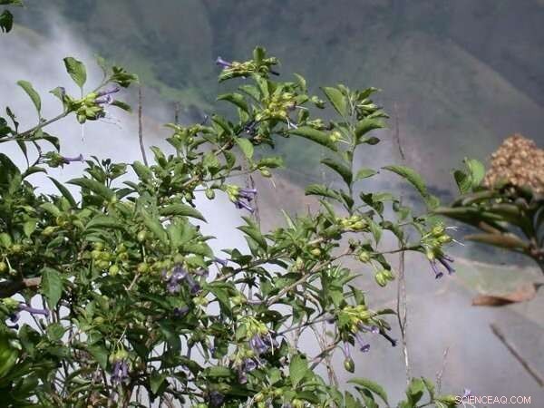 New Tomato Genome Discovery Links Tomato to Iochroma Cyaneum