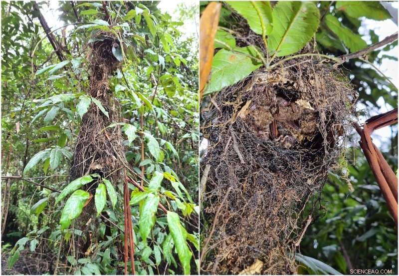 Golden‑Tipped Bat: How Fire Threatened a Unique Spider‑Eater in Australian Rainforests