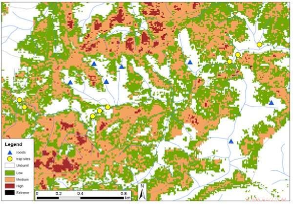 Golden‑Tipped Bat: How Fire Threatened a Unique Spider‑Eater in Australian Rainforests