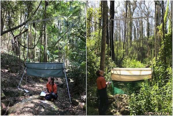 Golden‑Tipped Bat: How Fire Threatened a Unique Spider‑Eater in Australian Rainforests
