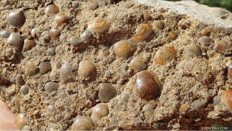 Tracing Evolution Through Phosphorus: New Paleontological Discoveries