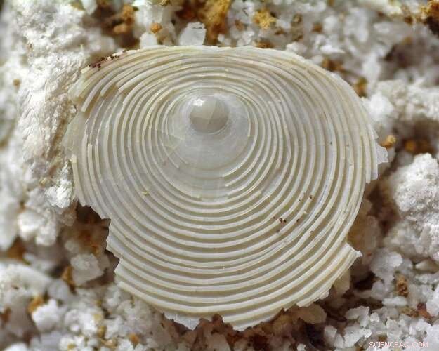 Tracing Evolution Through Phosphorus: New Paleontological Discoveries